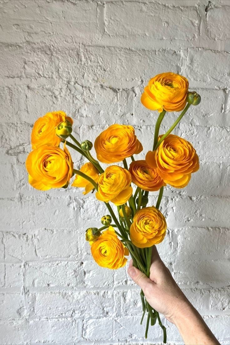 Ranunculus – Gold
