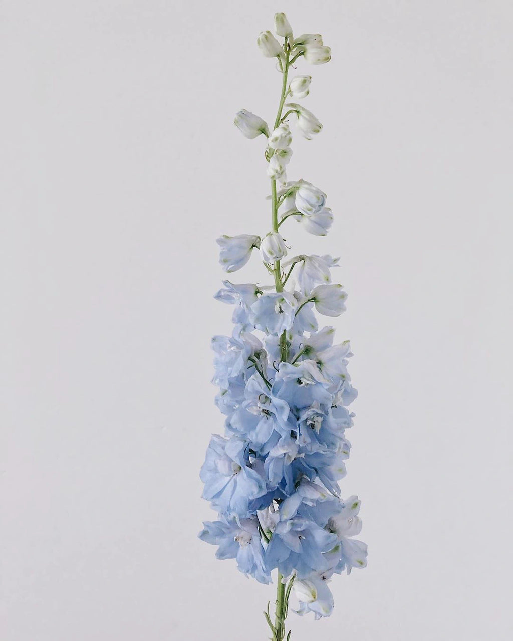 Delphinium - Sky Blue