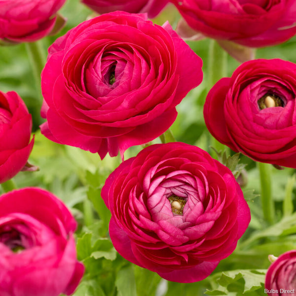 Ranunculus – Magenta