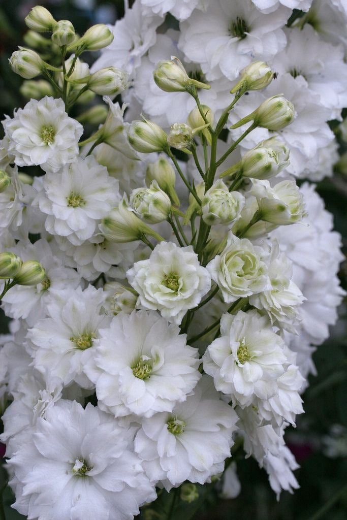 Delphinium - White