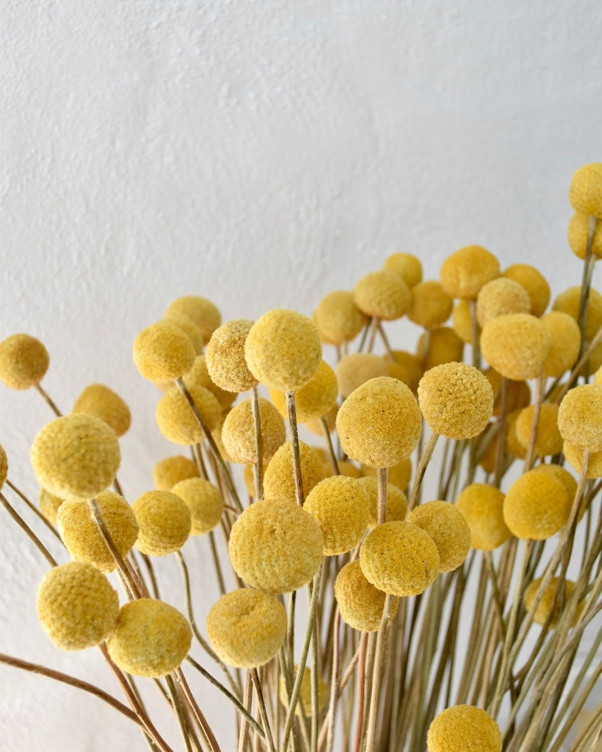 Billy Buttons