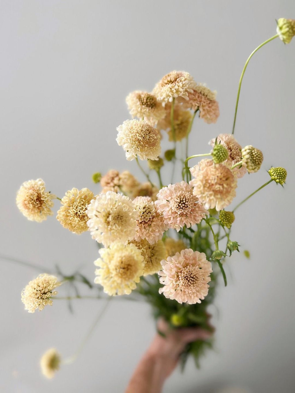 Scabiosa - Fata Morgana