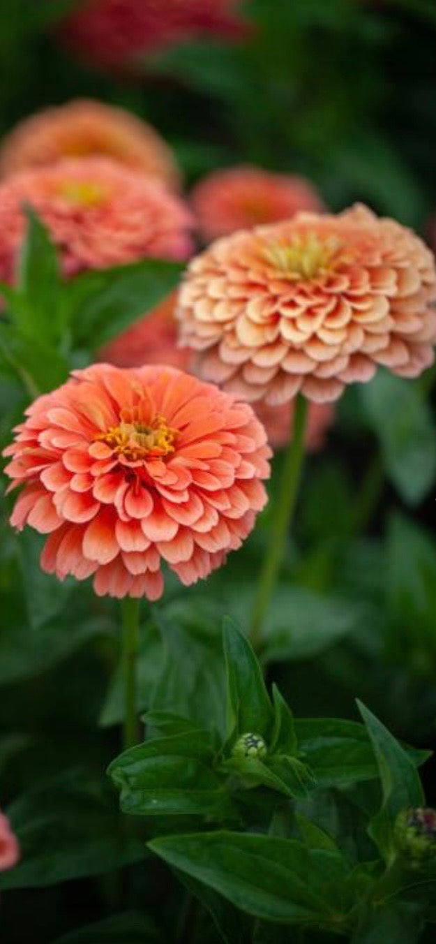 Zinnia - Super Salmon