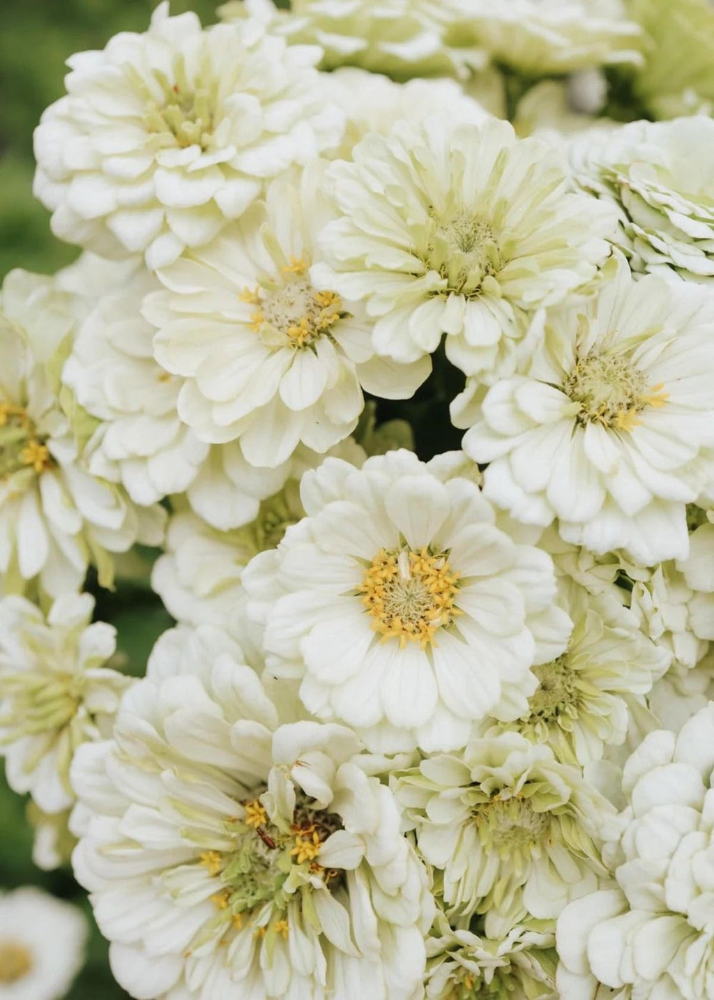 Zinnia - Polar Bear