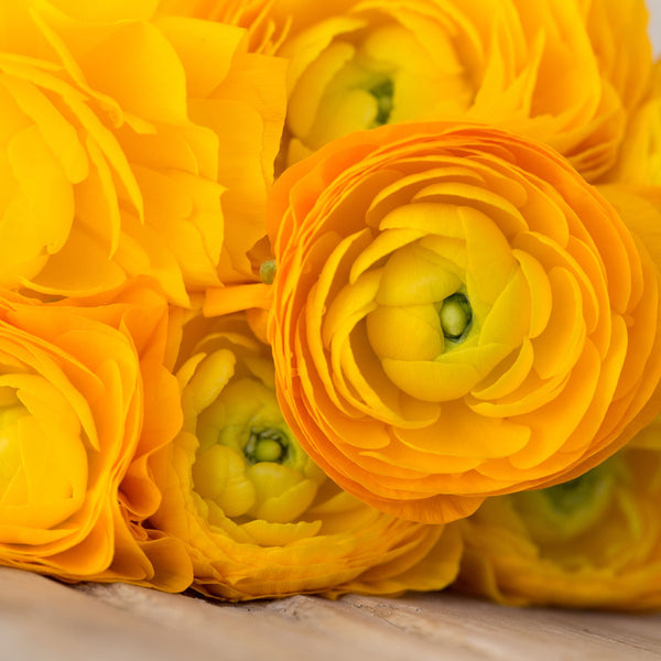 Ranunculus – Gold