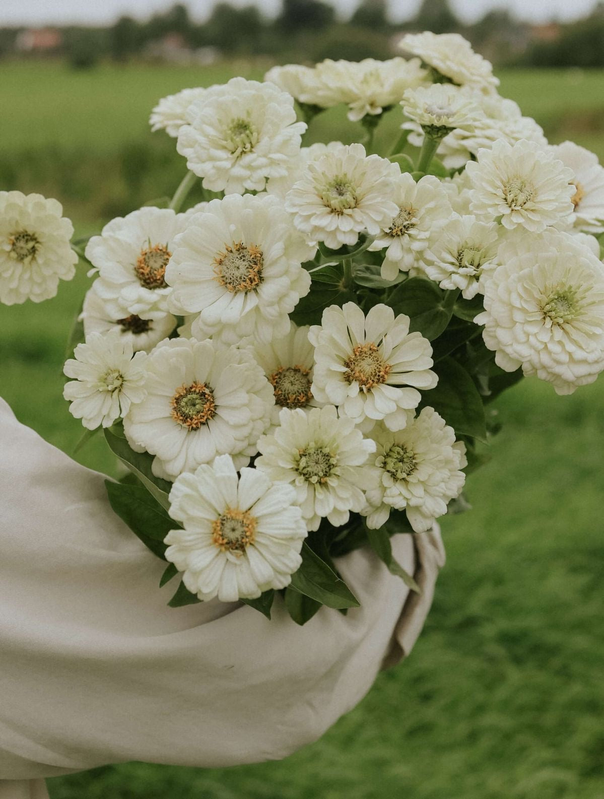 Zinnia - Polar Bear