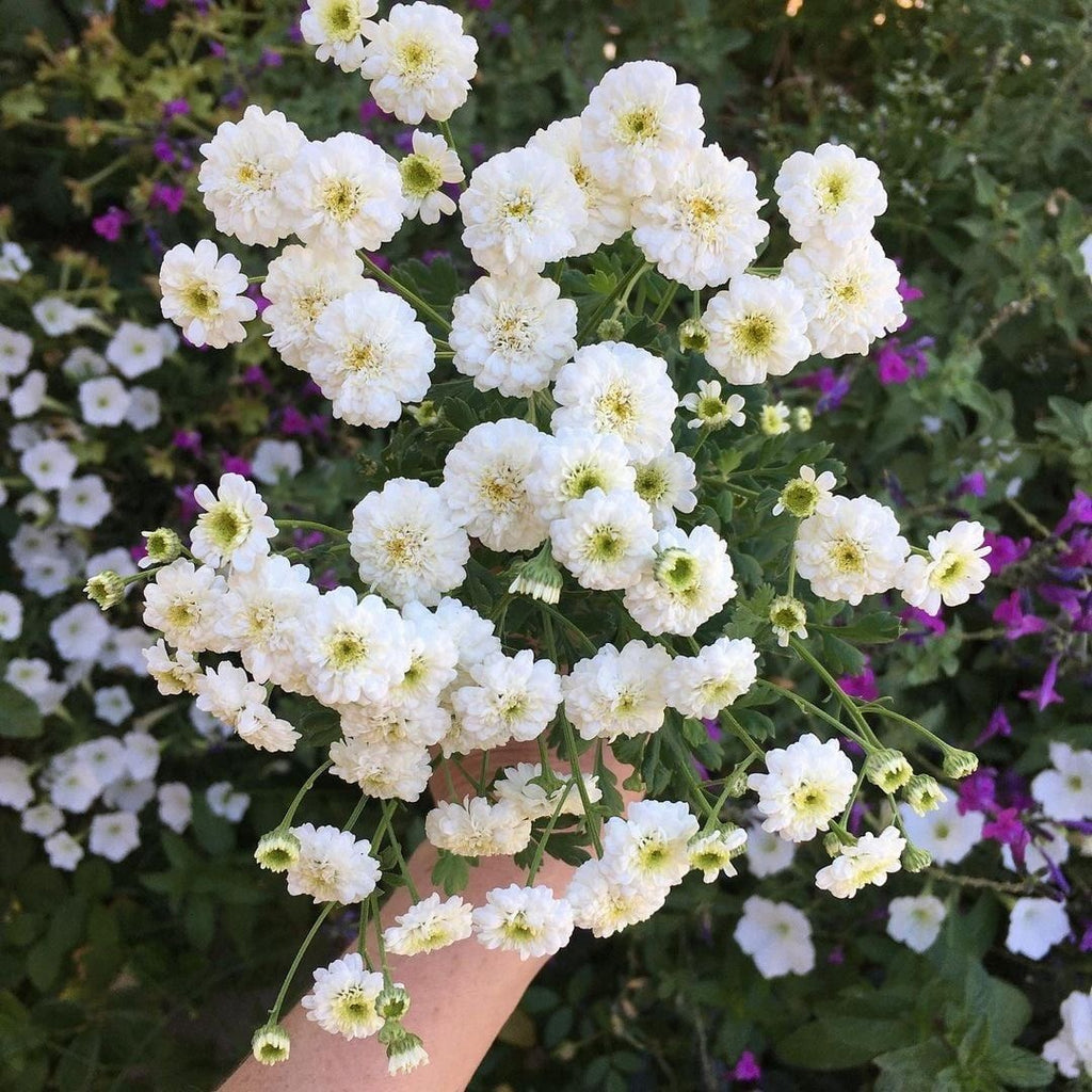Feverfew - Snowball