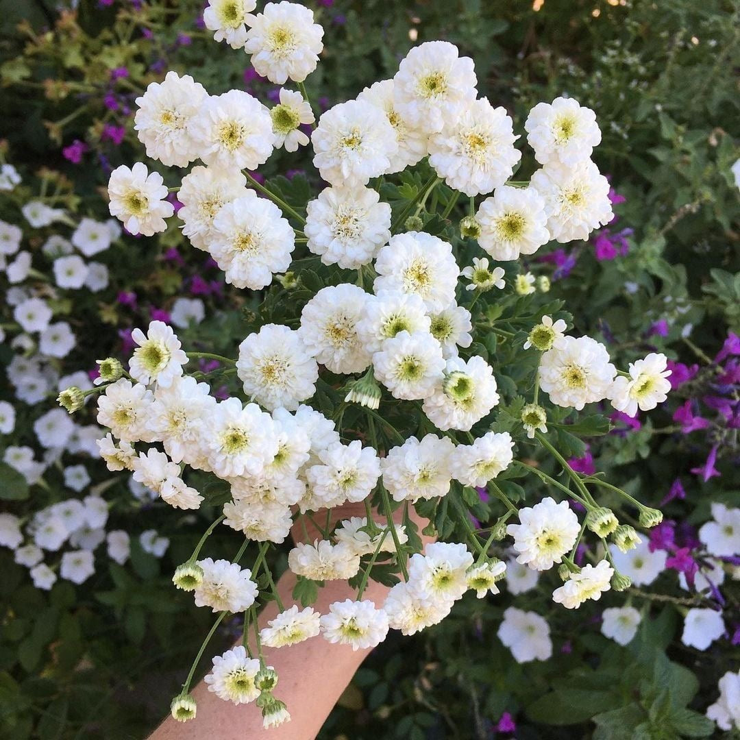 Feverfew - Snowball