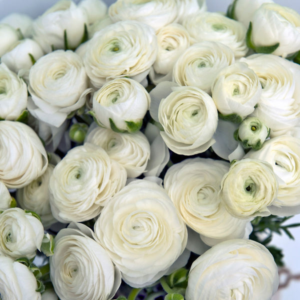 Ranunculus – White