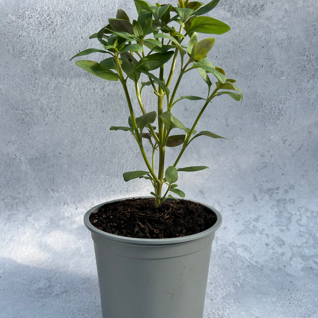 Snapdragon - Cherry Bronze