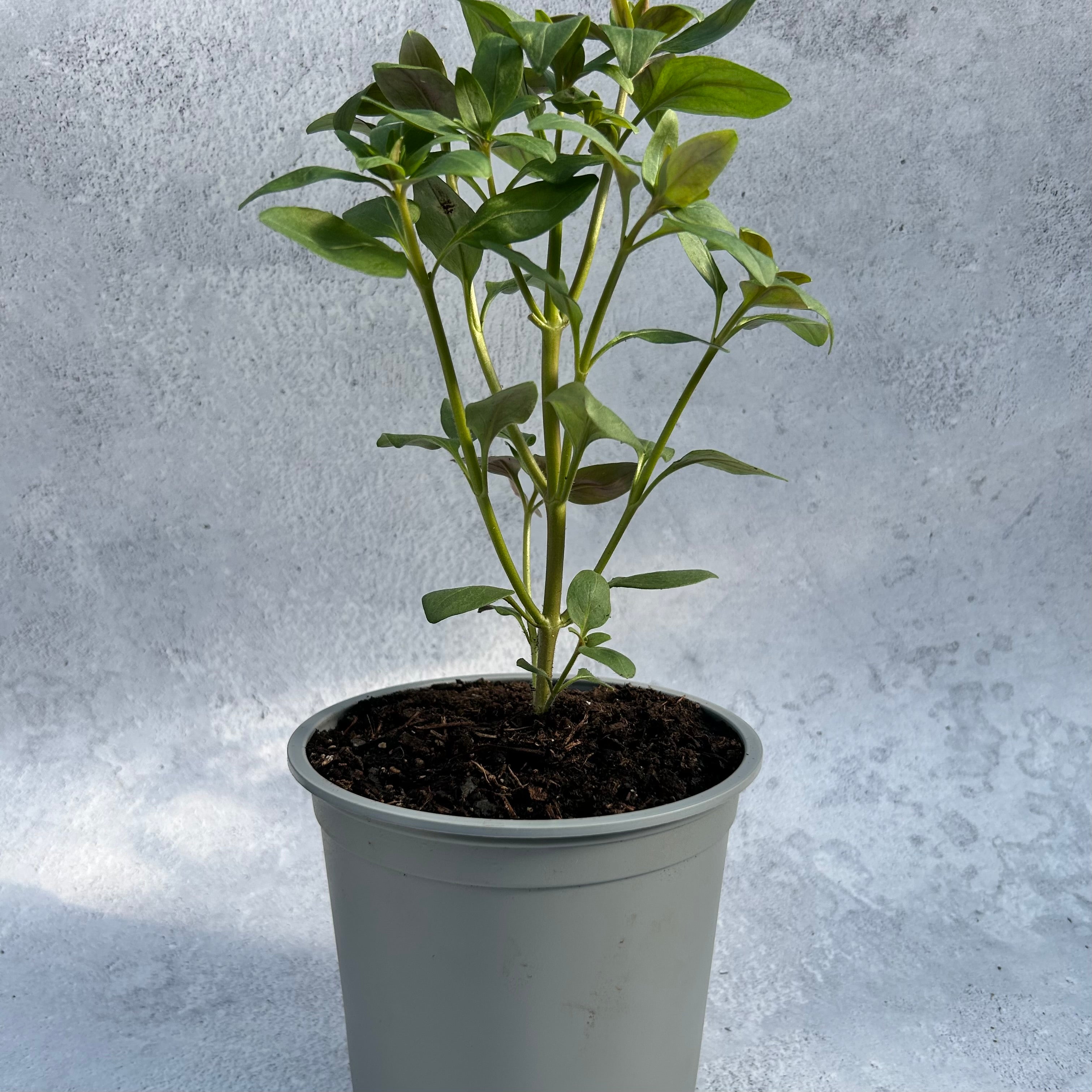 Snapdragon - Cherry Bronze