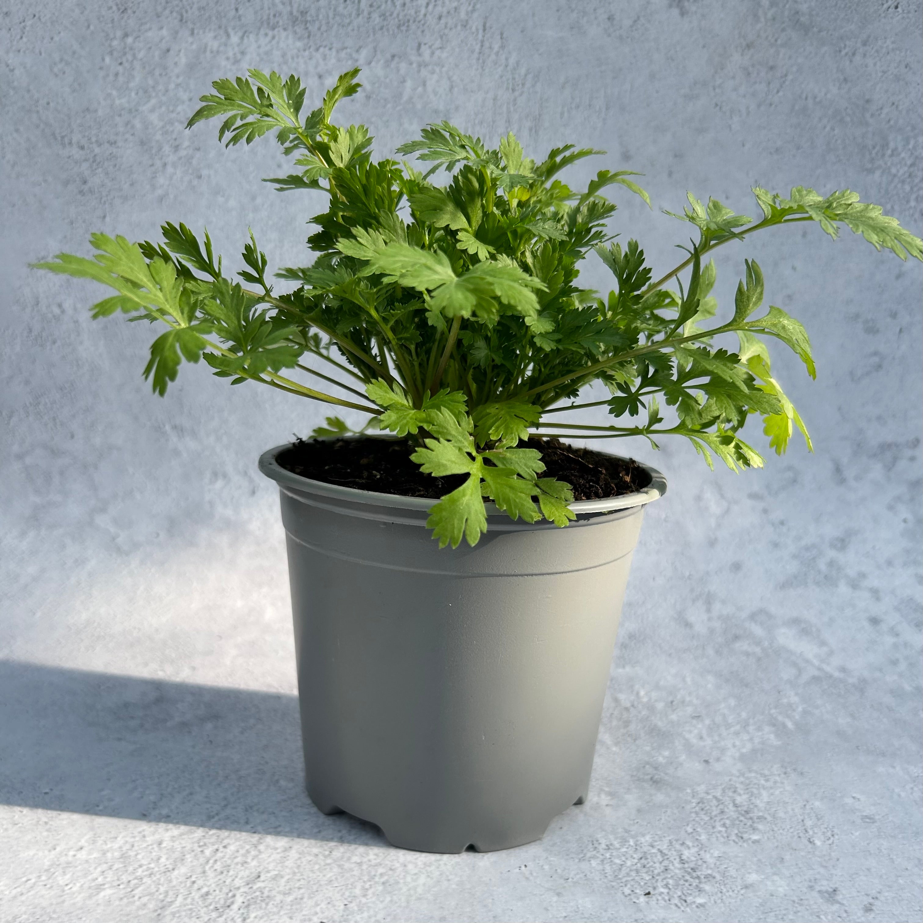 Feverfew - Snowball