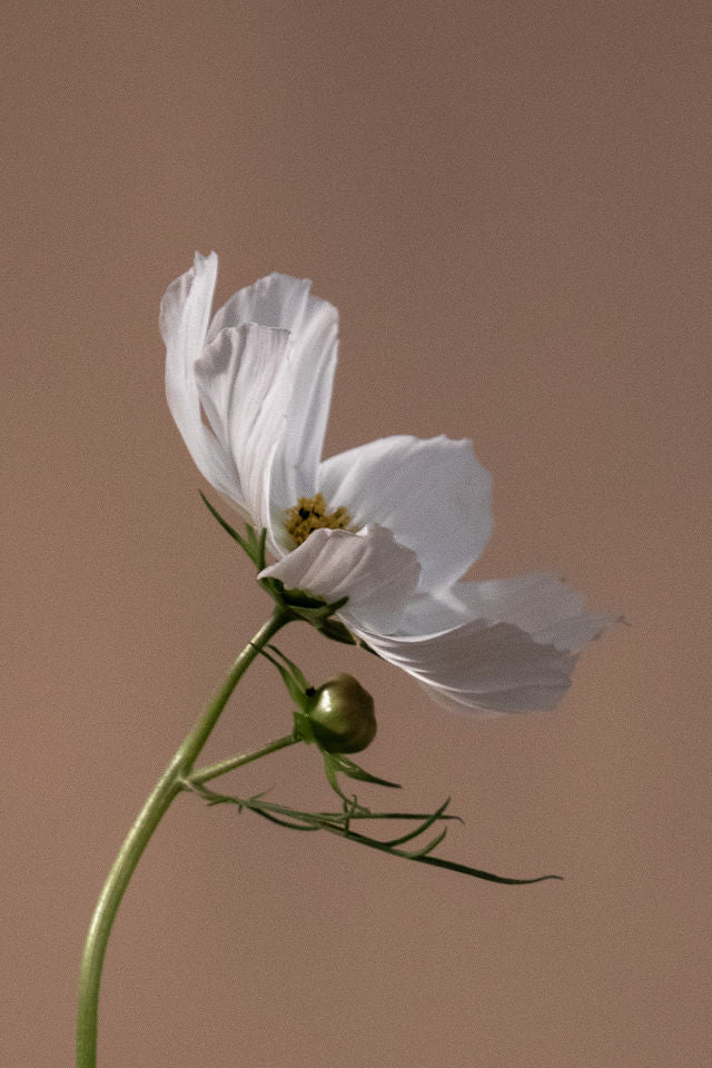 Cosmos - White