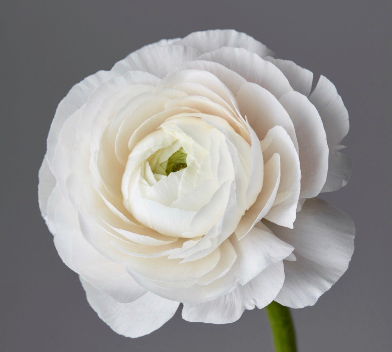 Ranunculus – White