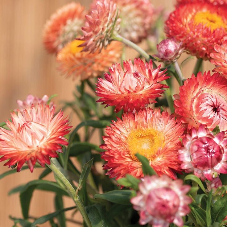 Strawflower - Salmon