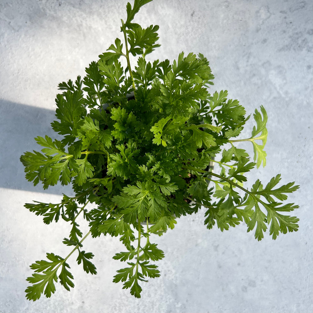 Feverfew - Snowball