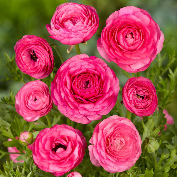 Ranunculus – Pink