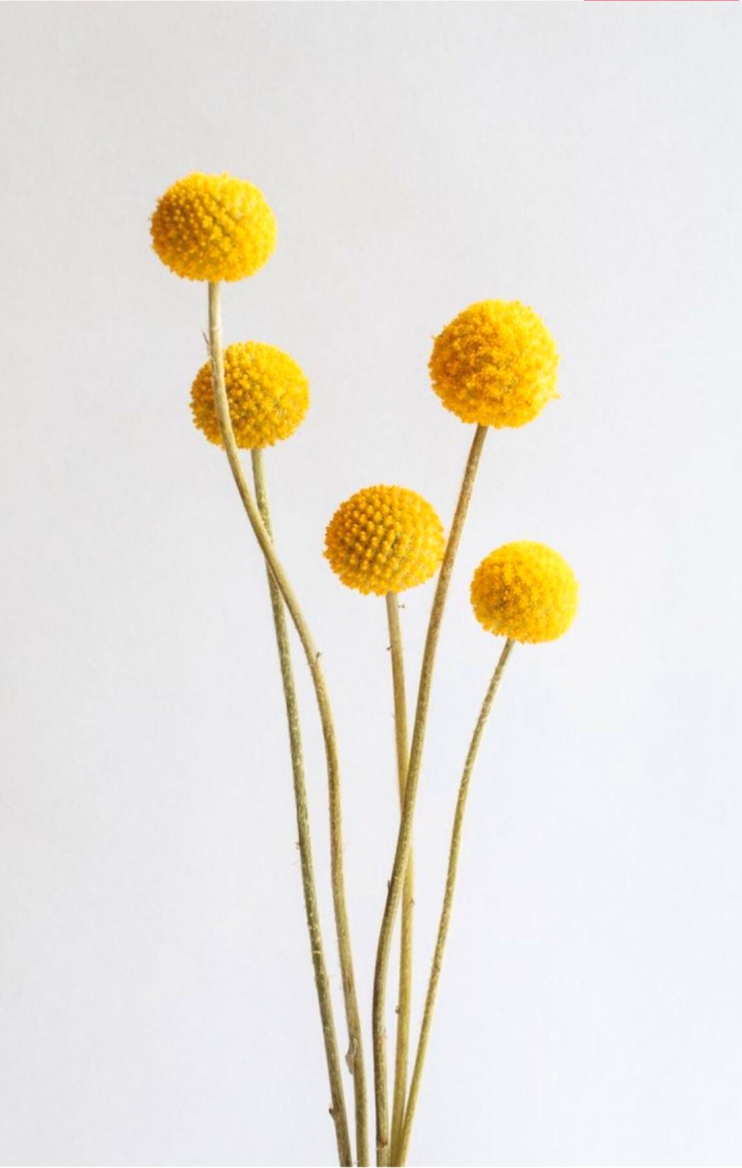 Billy Buttons