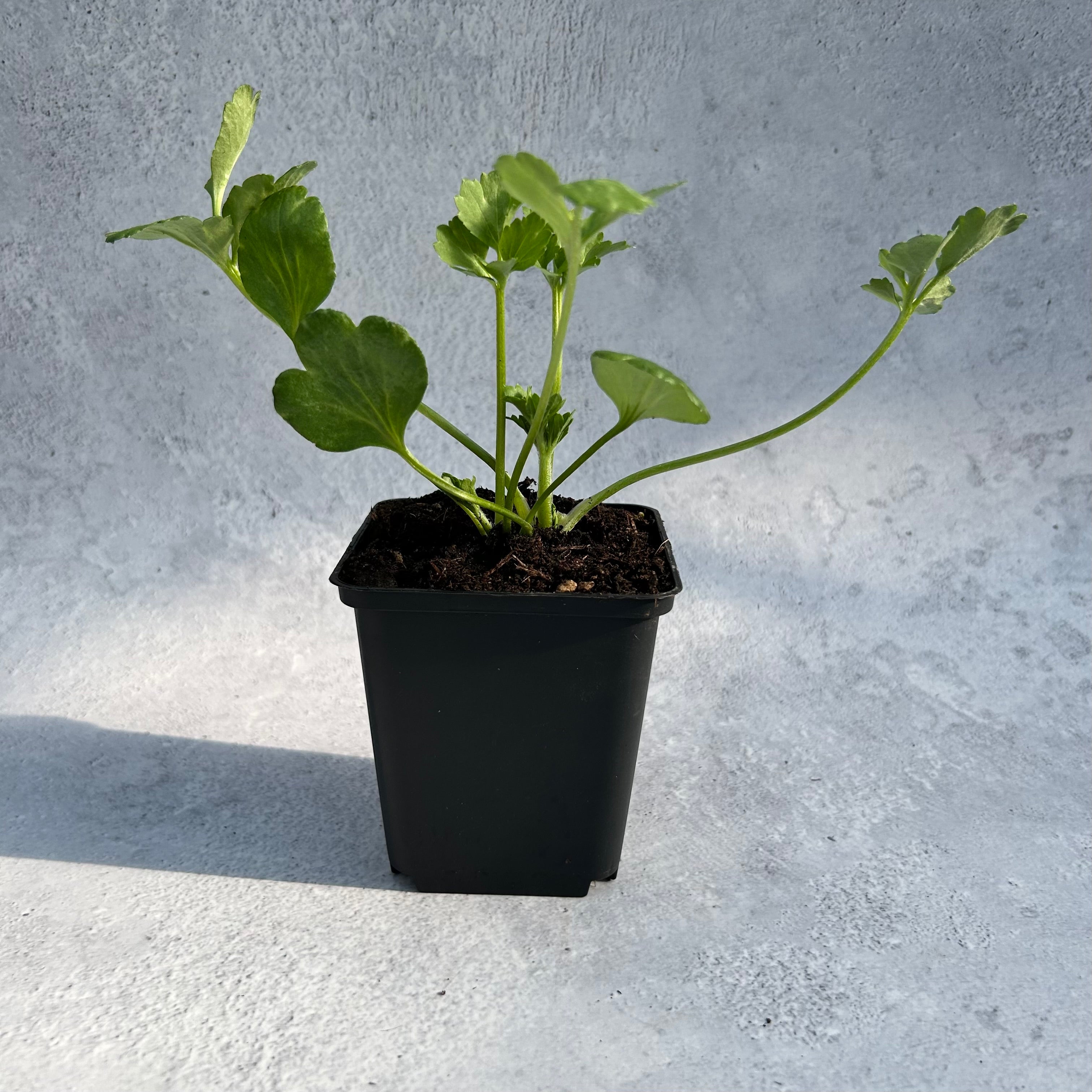Ranunculus – Gold