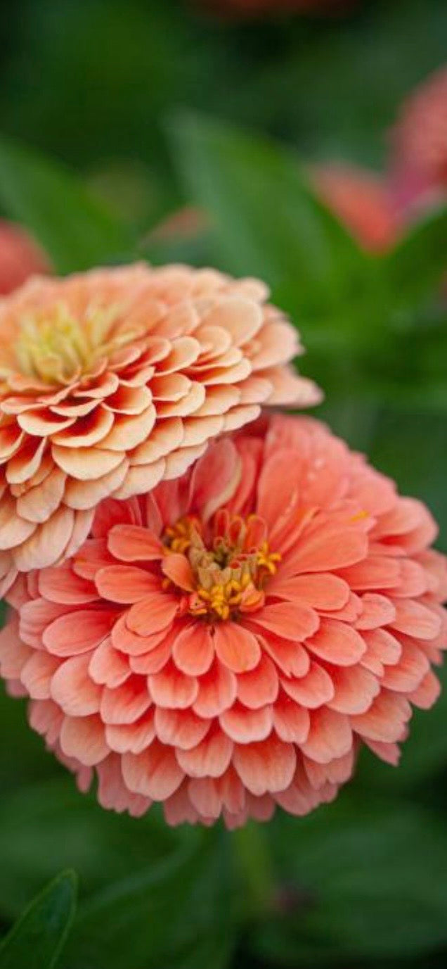Zinnia - Super Salmon