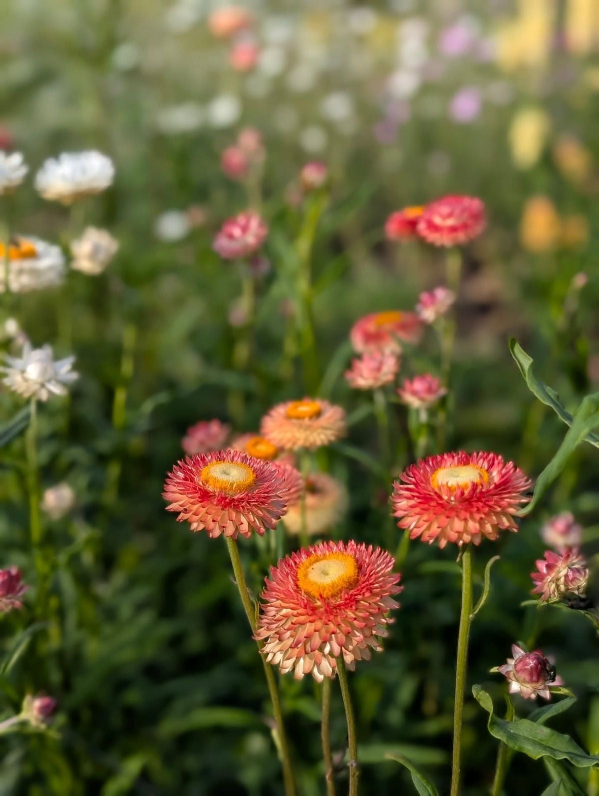 Strawflower - Salmon