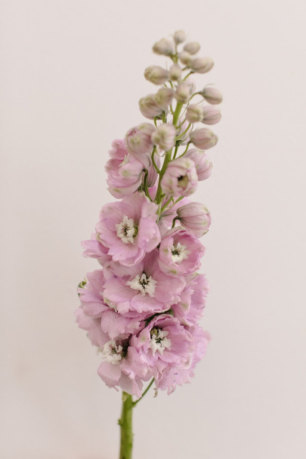 Delphinium - Pink