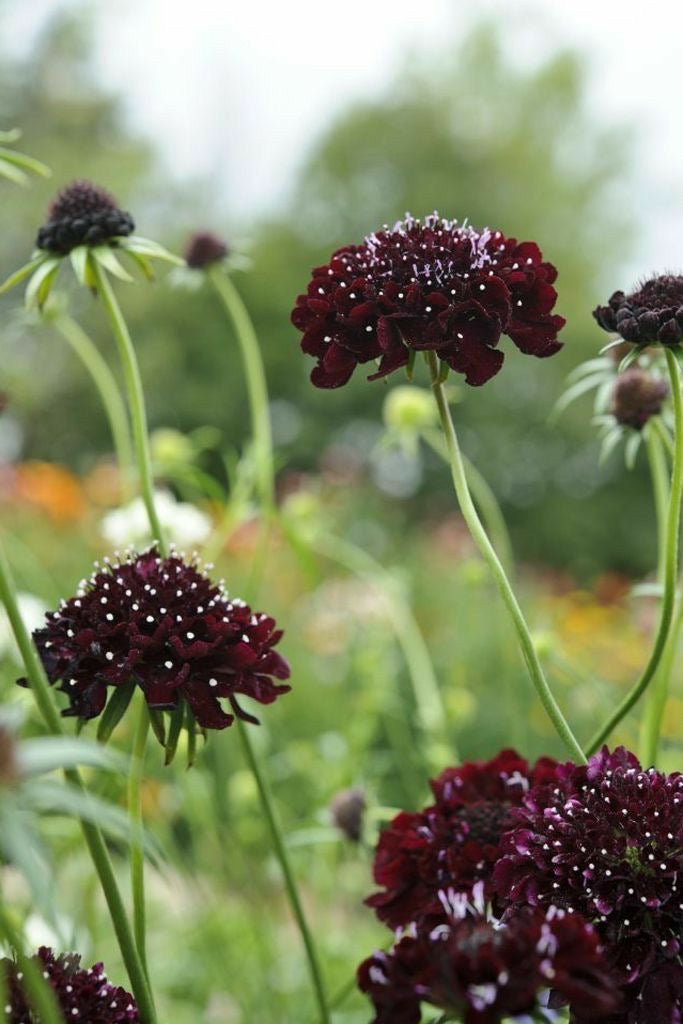 Scabiosa - Black Knight