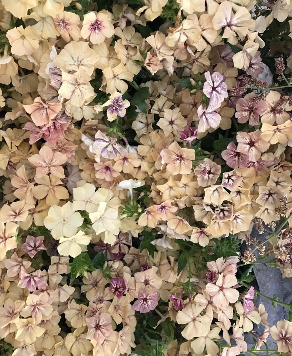 Phlox - Cream Brûlée