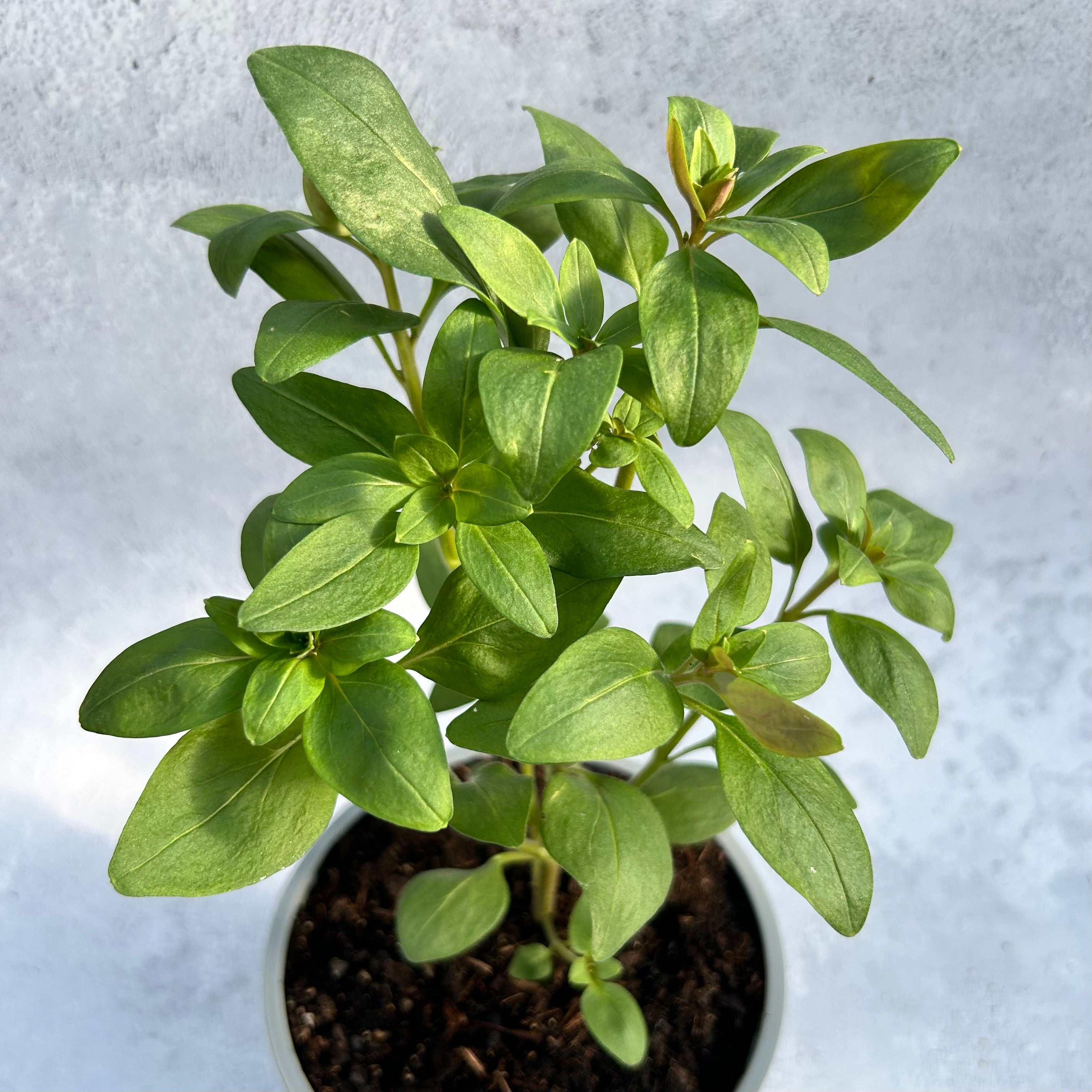 Snapdragon - Cherry Bronze