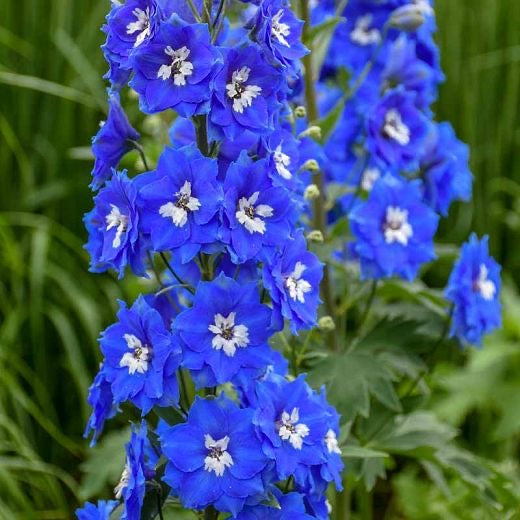 Delphinium - Blue