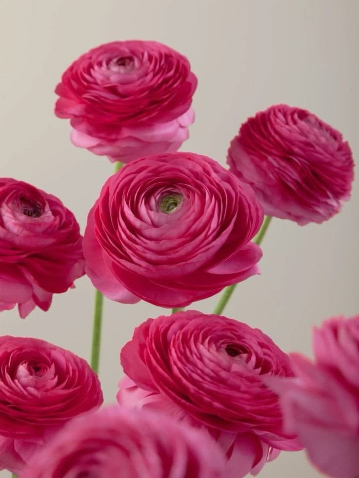 Ranunculus – Pink
