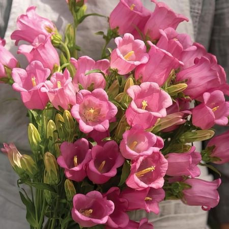 Canterbury Bells - Champion Rose