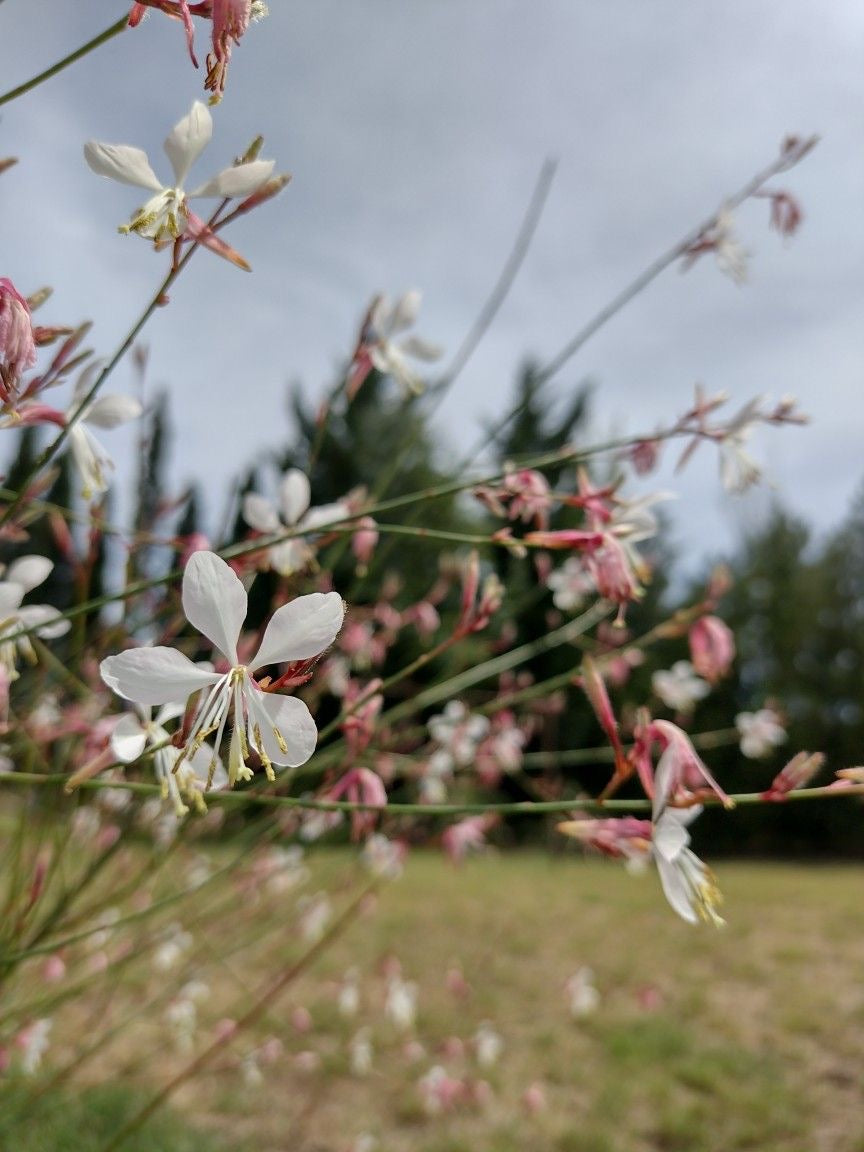 Gaura - White