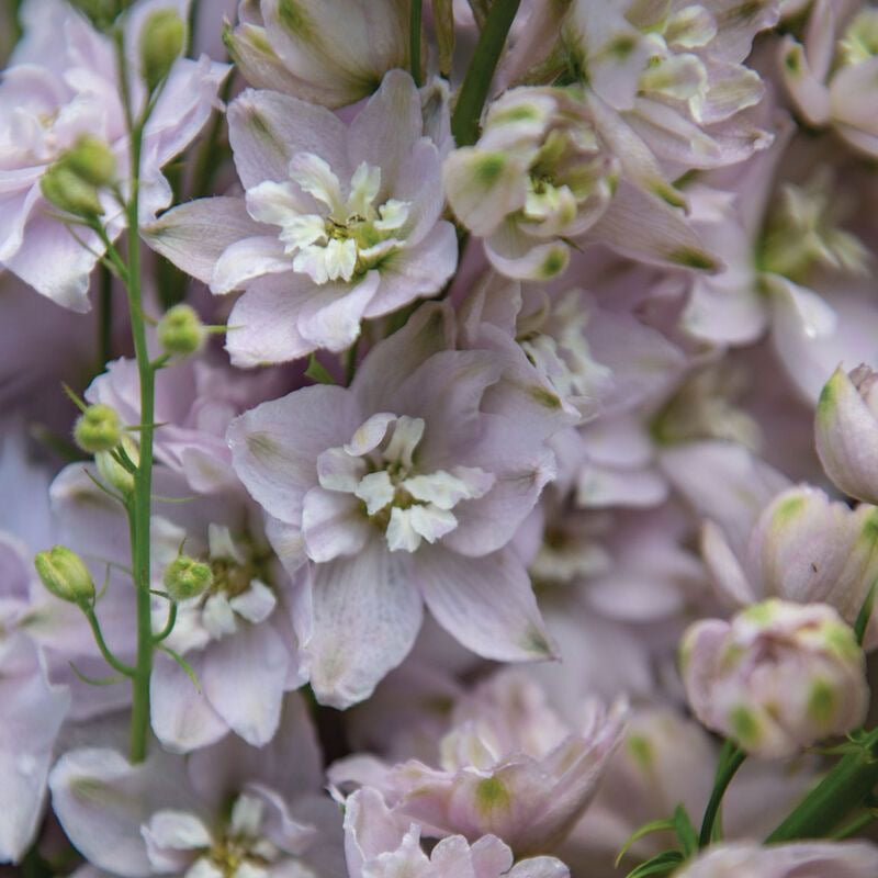 Delphinium - Cherry Blossom