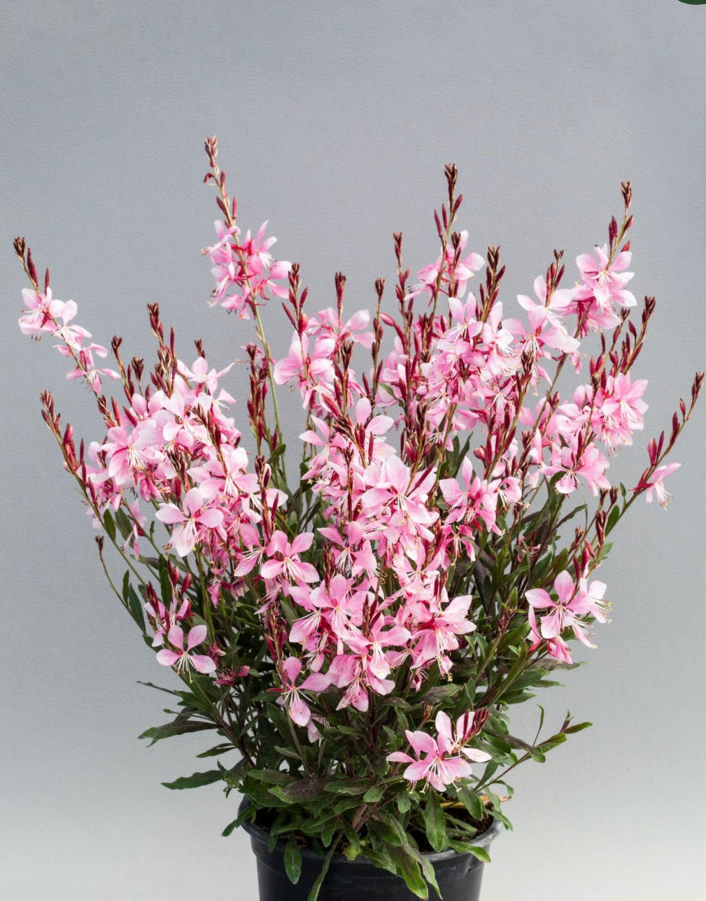 Gaura - Emmeline Pink Bouquet