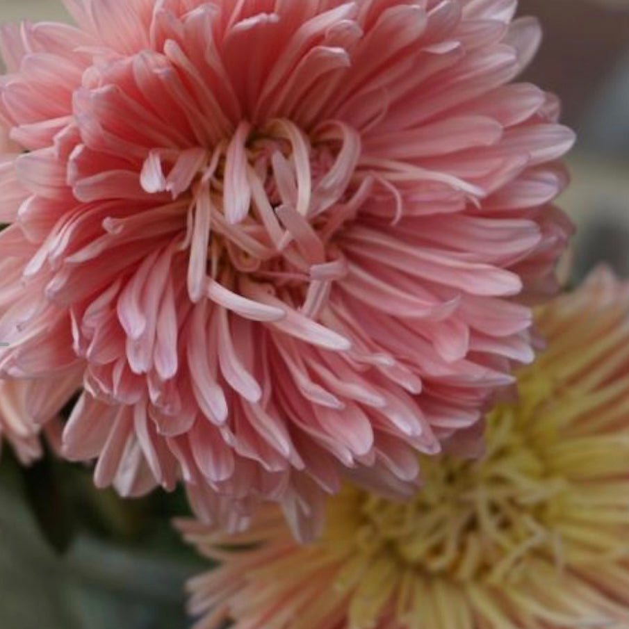 Aster - King Size Apricot