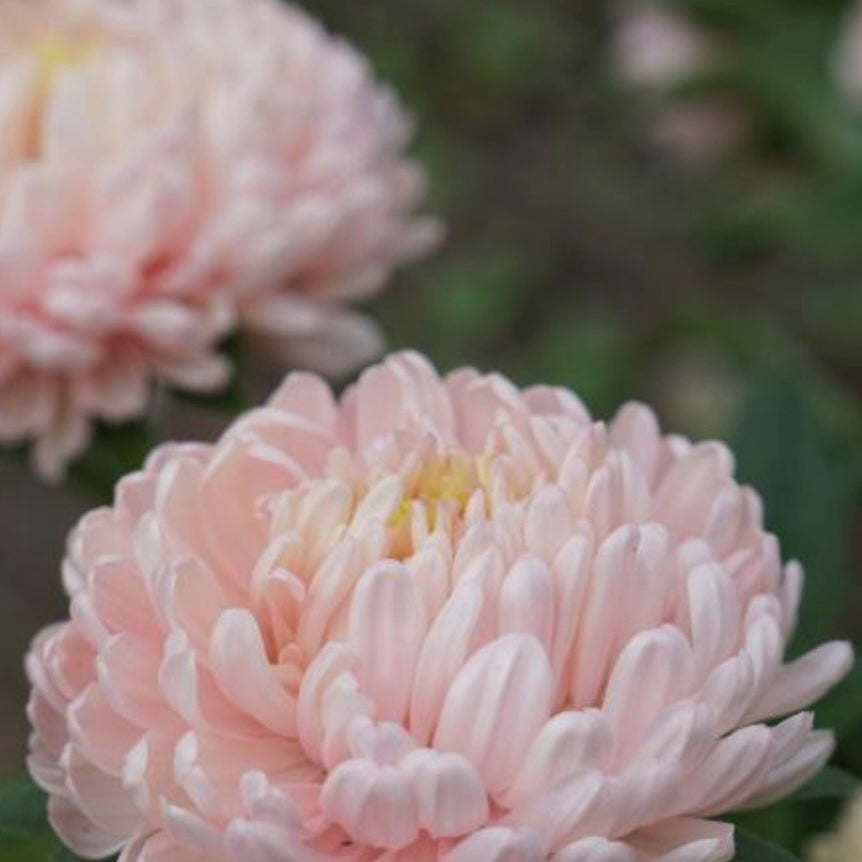Aster - Coral