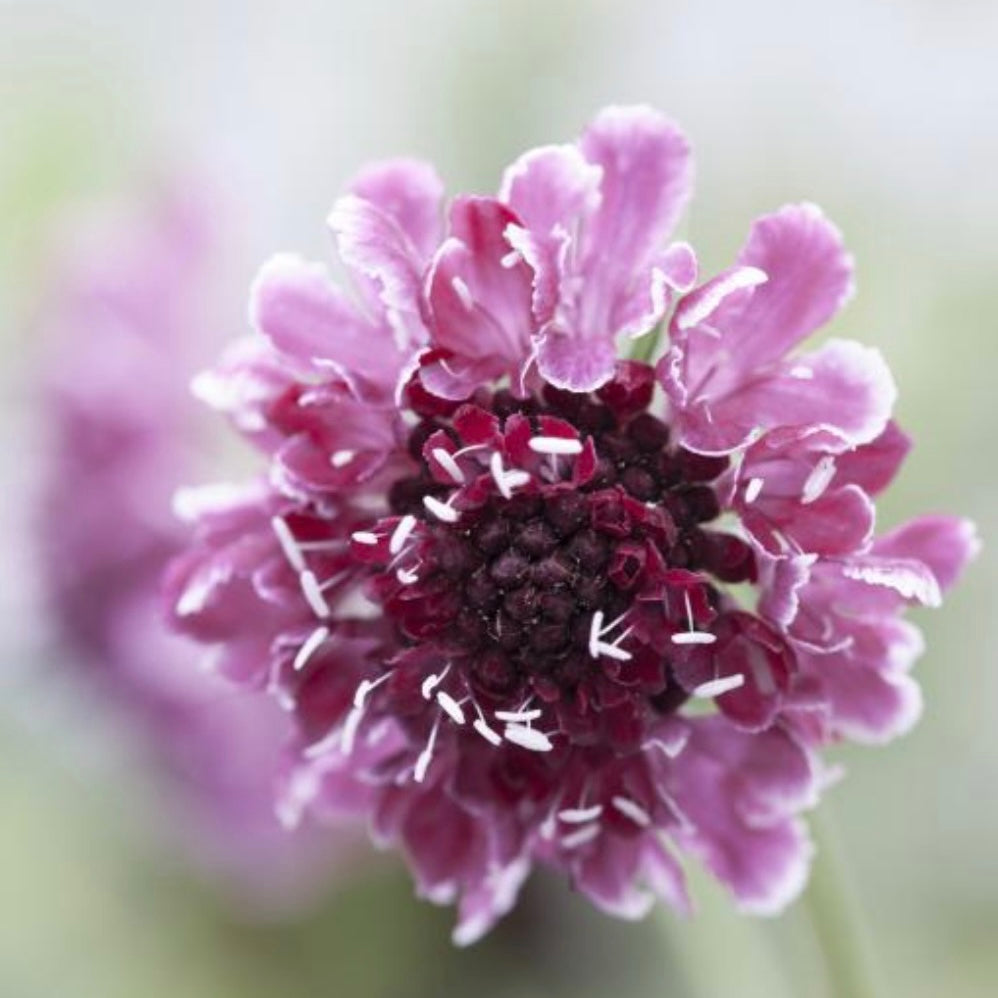 Scabiosa - Wine