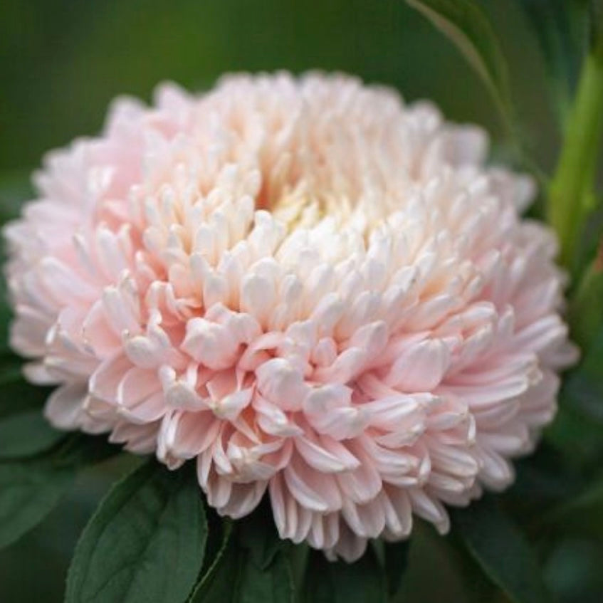 Aster - Coral