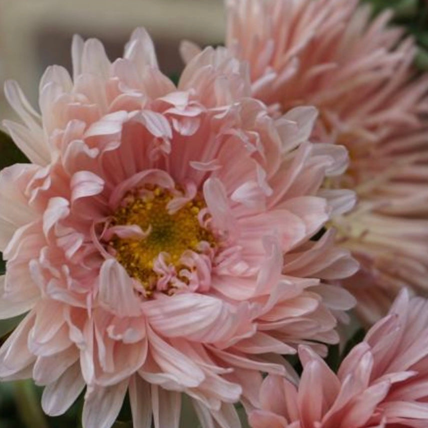 Aster - King Size Apricot