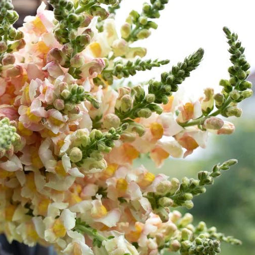 Snapdragon - Apricot Costa