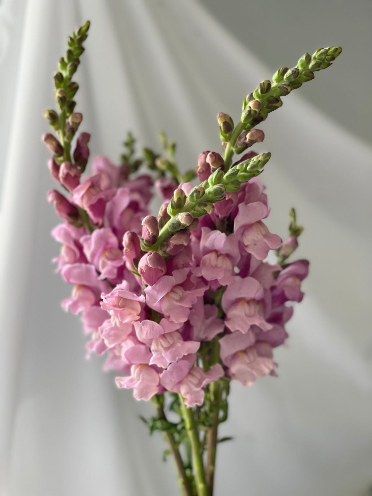 Snapdragon - Lavender