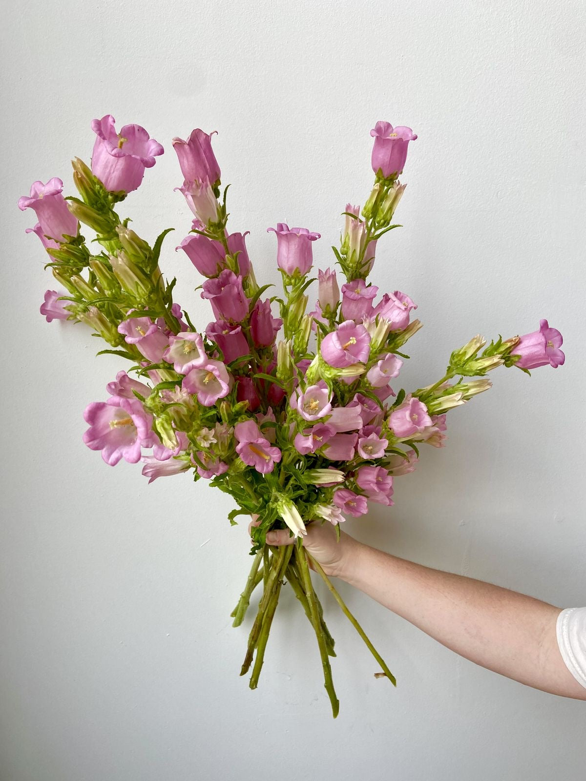 Canterbury Bells (Campanula - Pink)