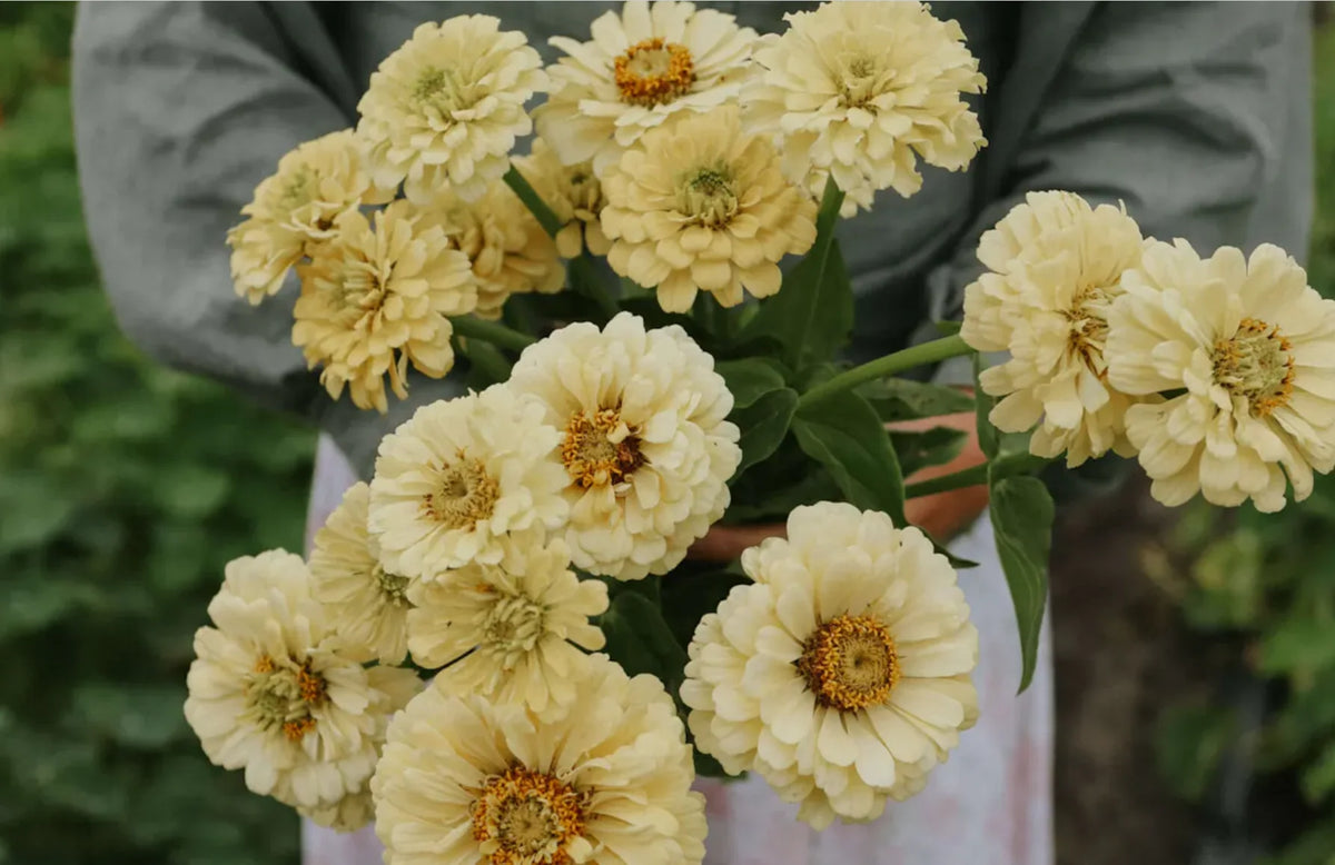 Zinnia - Creamy Yellow
