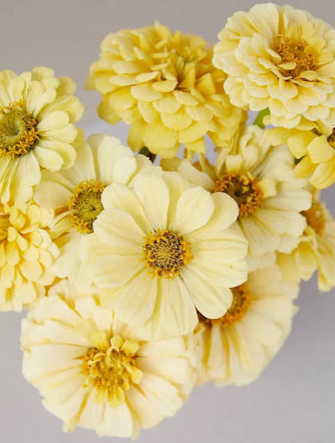 Zinnia - Creamy Yellow