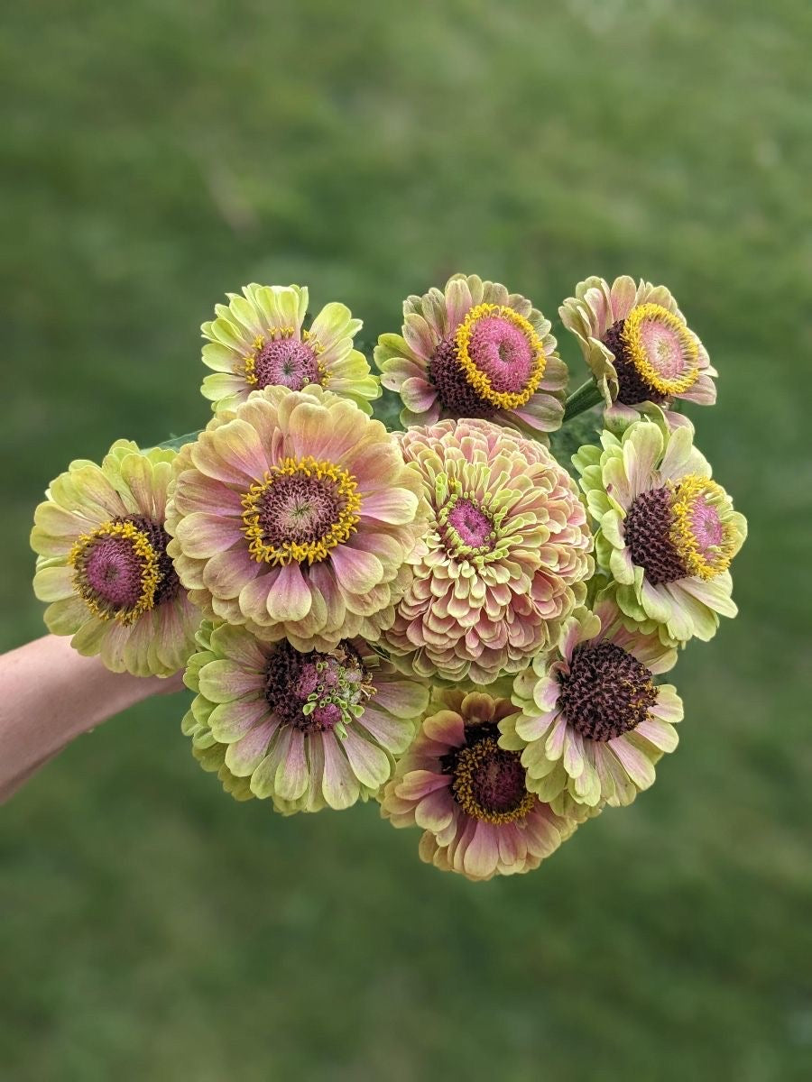 Zinnia - Queeny Lime Blush