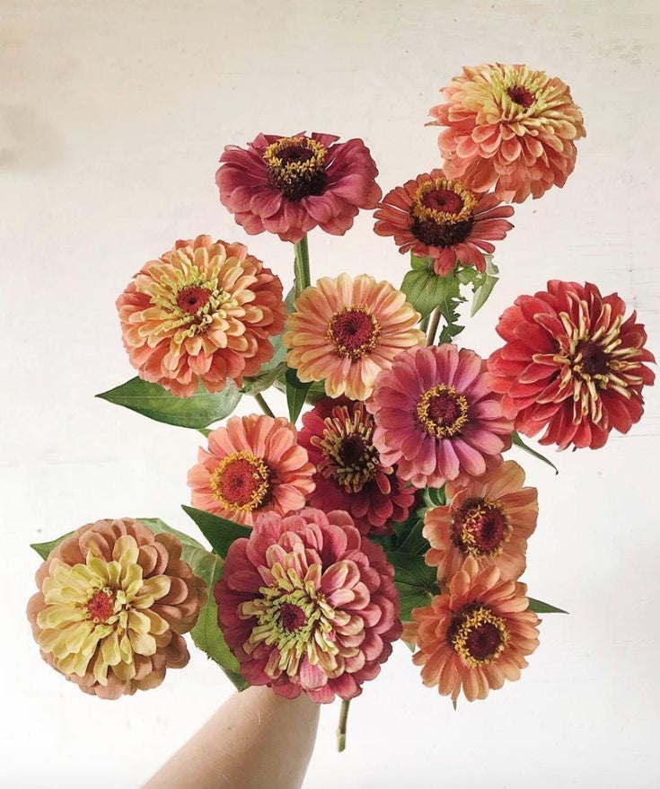 Zinnia - Queeny Lime Red