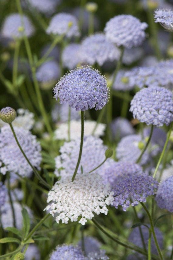 Didiscus Lavender Blue Lace