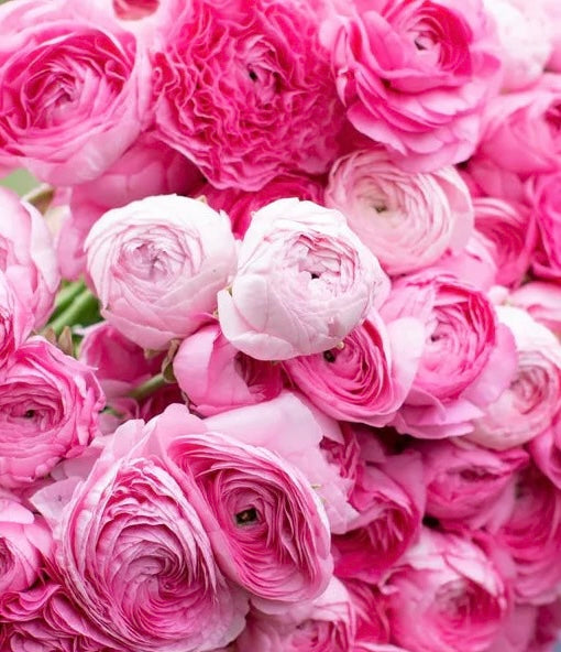 Ranunculus - Juliette