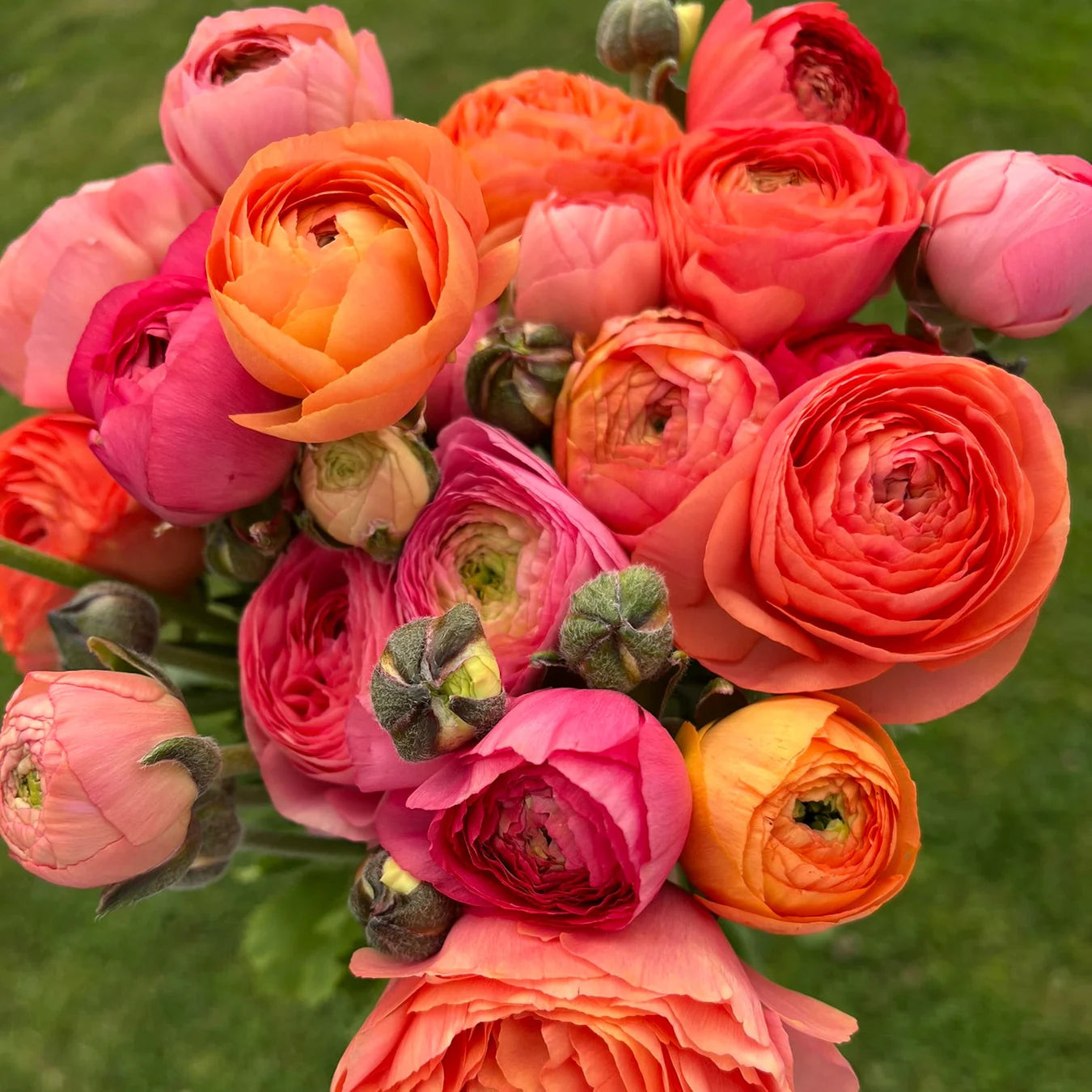 Ranunculus - Soft Sunset Collection